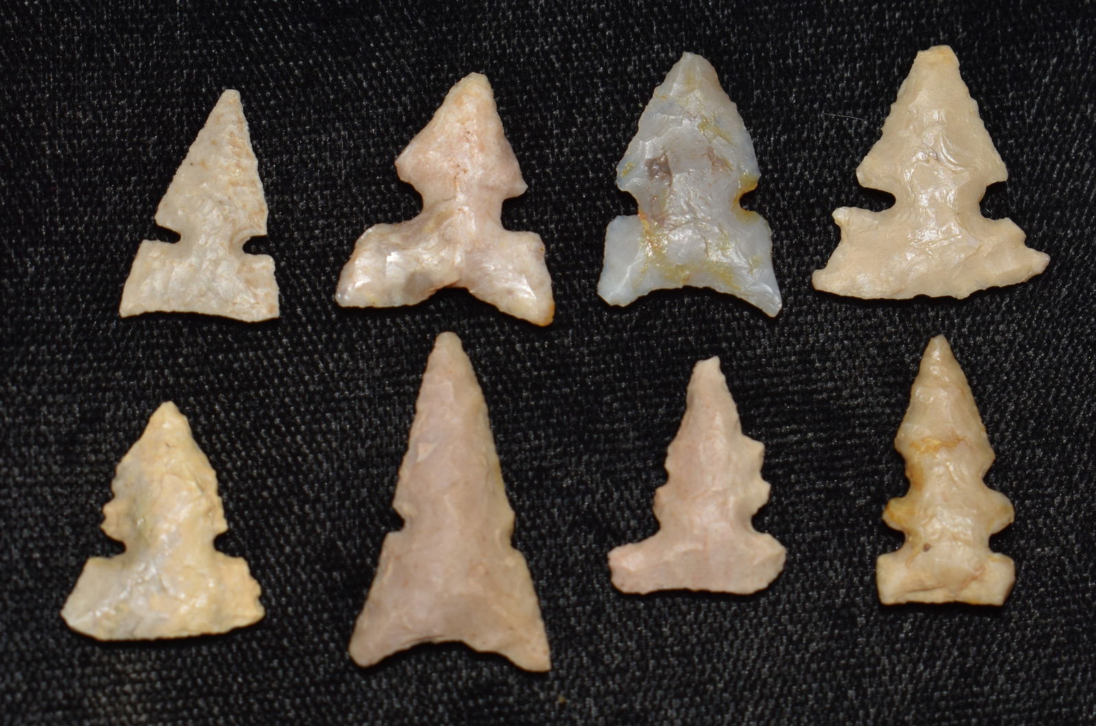 8 Texas Bird Points - Huffaker, Washita Etc found in Central Texas (1 of 7)