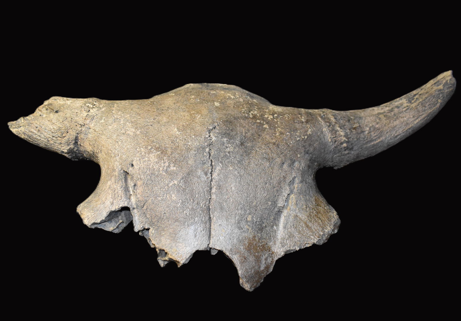 24" Extinct Occidentalis Bison Skull Fossil found in SW Iowa 11,700 to 5,000 BP: Extinct Occidentalis Bison Skull found in SW Iowa. Bison occidentalis is an extinct species of bison that lived in North America, in continental Eurasia and the Japanese archipelago from about 11,700