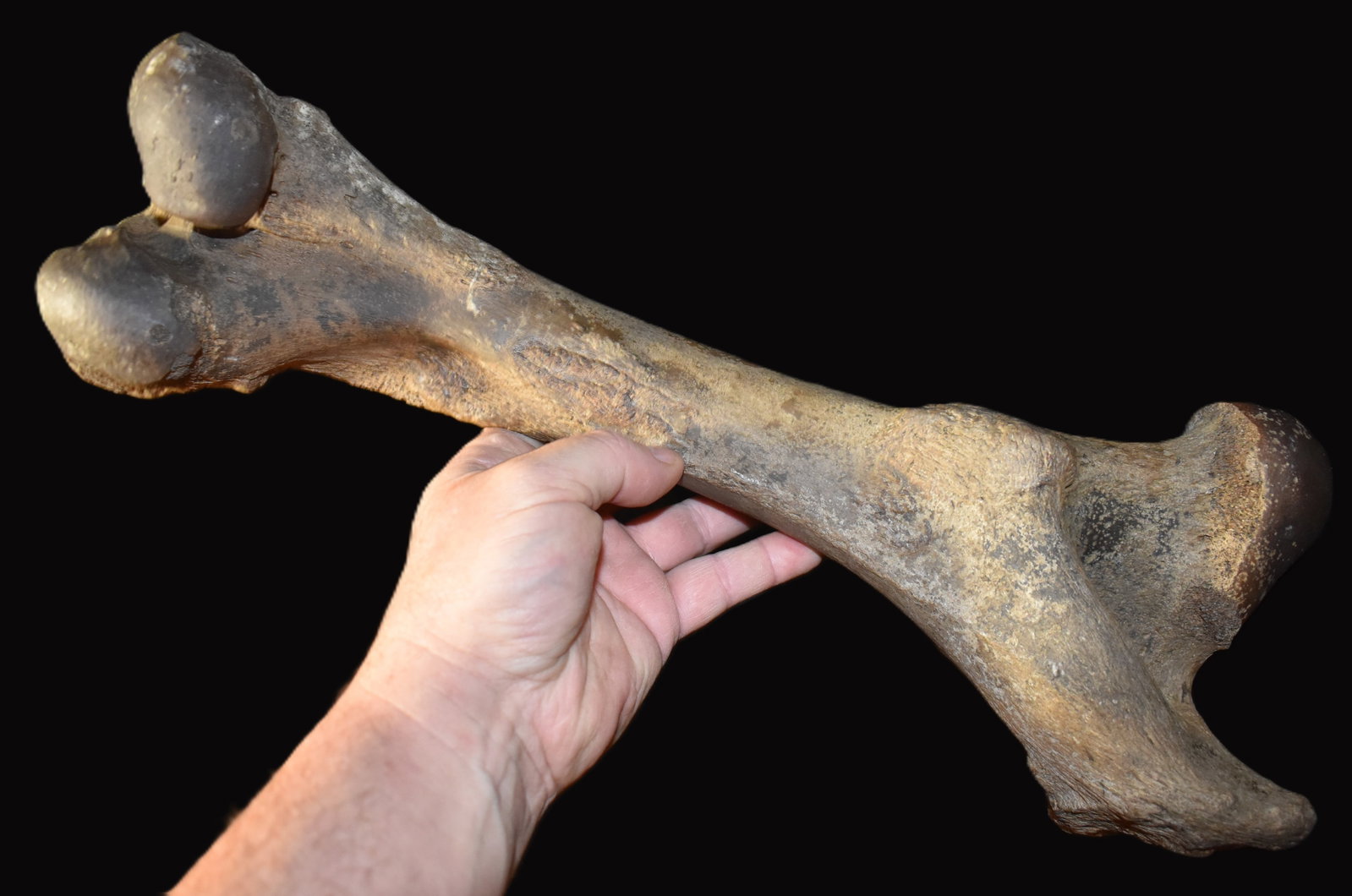 Extinct Ancient Bison Bison Leg Bone found in SW Iowa: Extinct Ancient Bison Bison Leg Bone found in SW Iowa. Nicely intact specimen measuring 18 3/4" approximately.