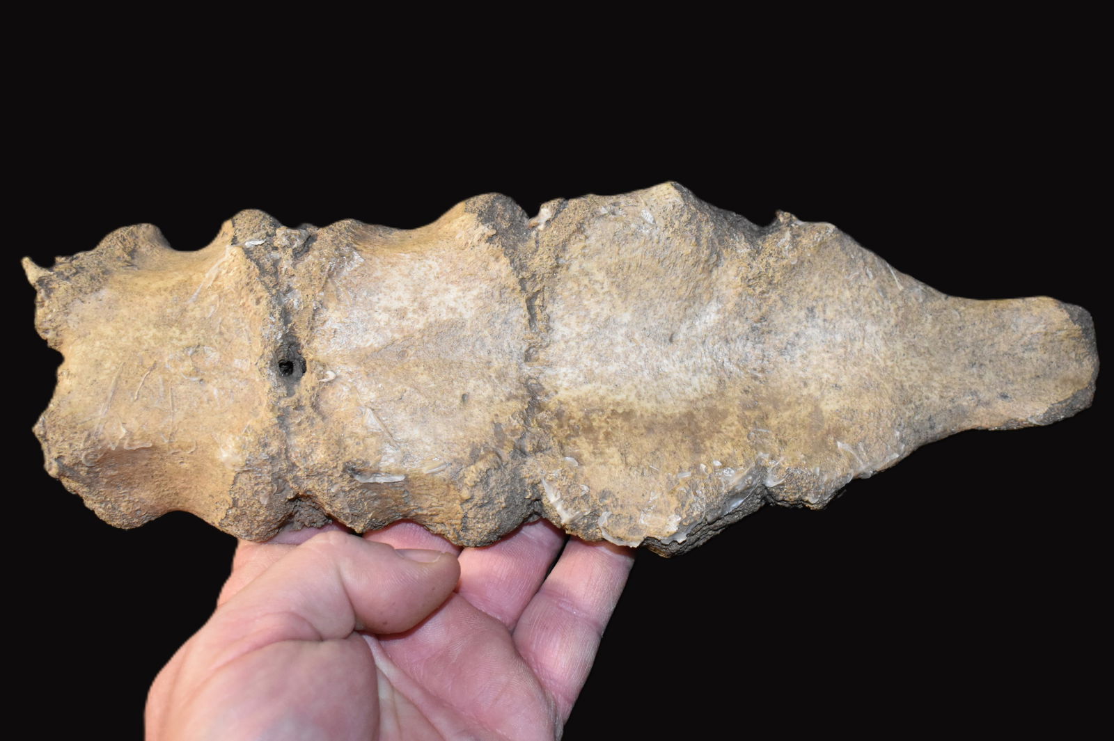 Extinct Mastadon or Mammoth Tailbone Fossil found in Northern Missouri: Extinct Mastadon or Mammoth Tailbone Fossil found in Northern Missouri. An interesting fossil that is still in a bone state this specimen measures 10 1/4"