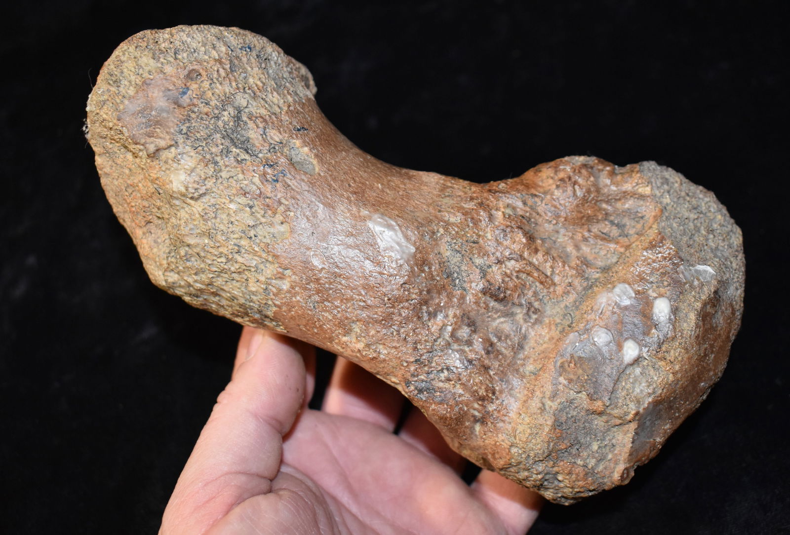 Large Extinct Mammoth or Mastadon Toe Bone Fossil found in Northern Missouri: Large Extinct Mammoth or Mastadon Toe Bone Fossil found in Northern Missouri. Measures 7 1/4" Long by 4" by 2 1/2" approximately.