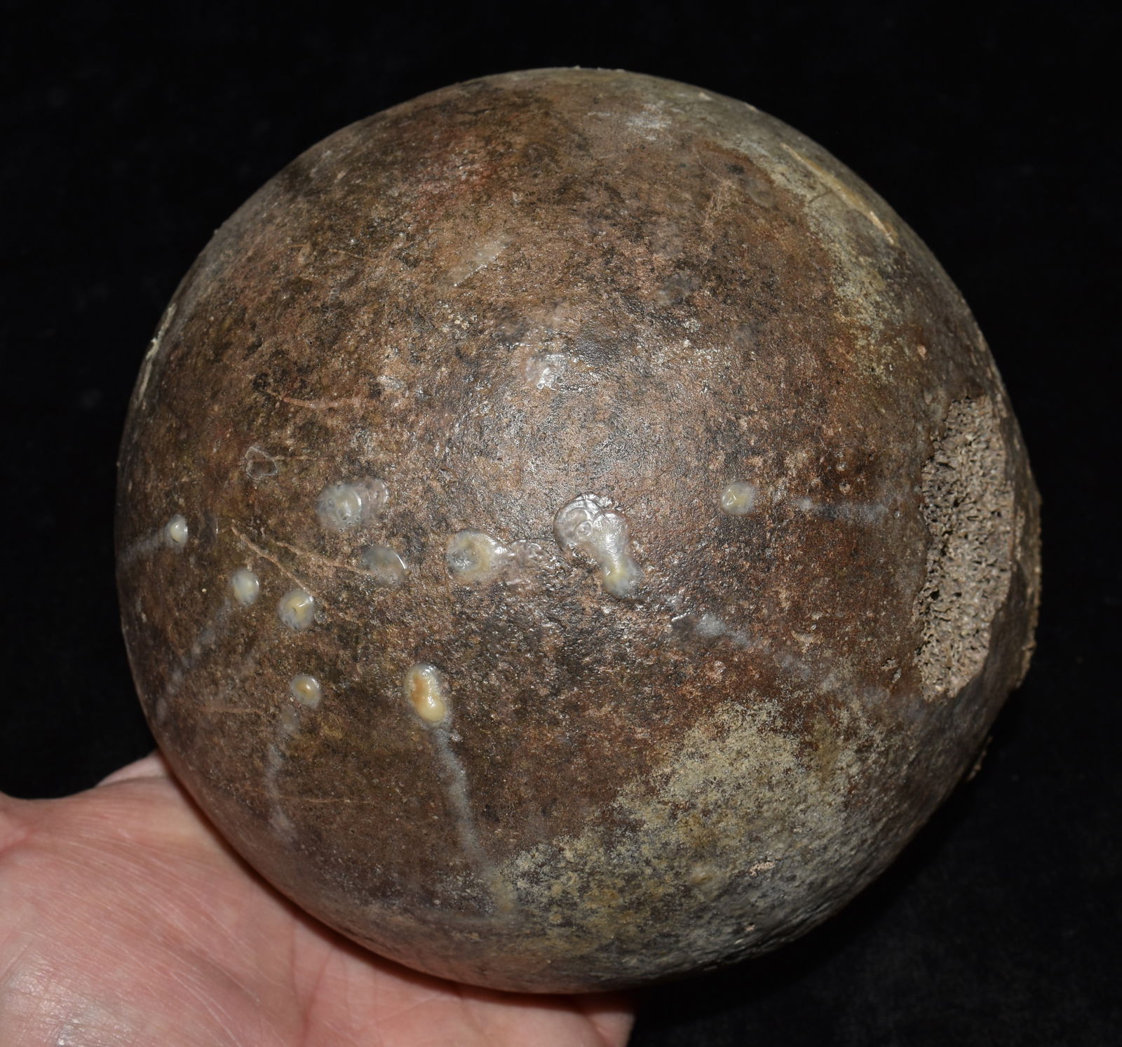 Extinct Mastadon Femur Ball Joint Fossil found in Northern Missouri (1 of 6)