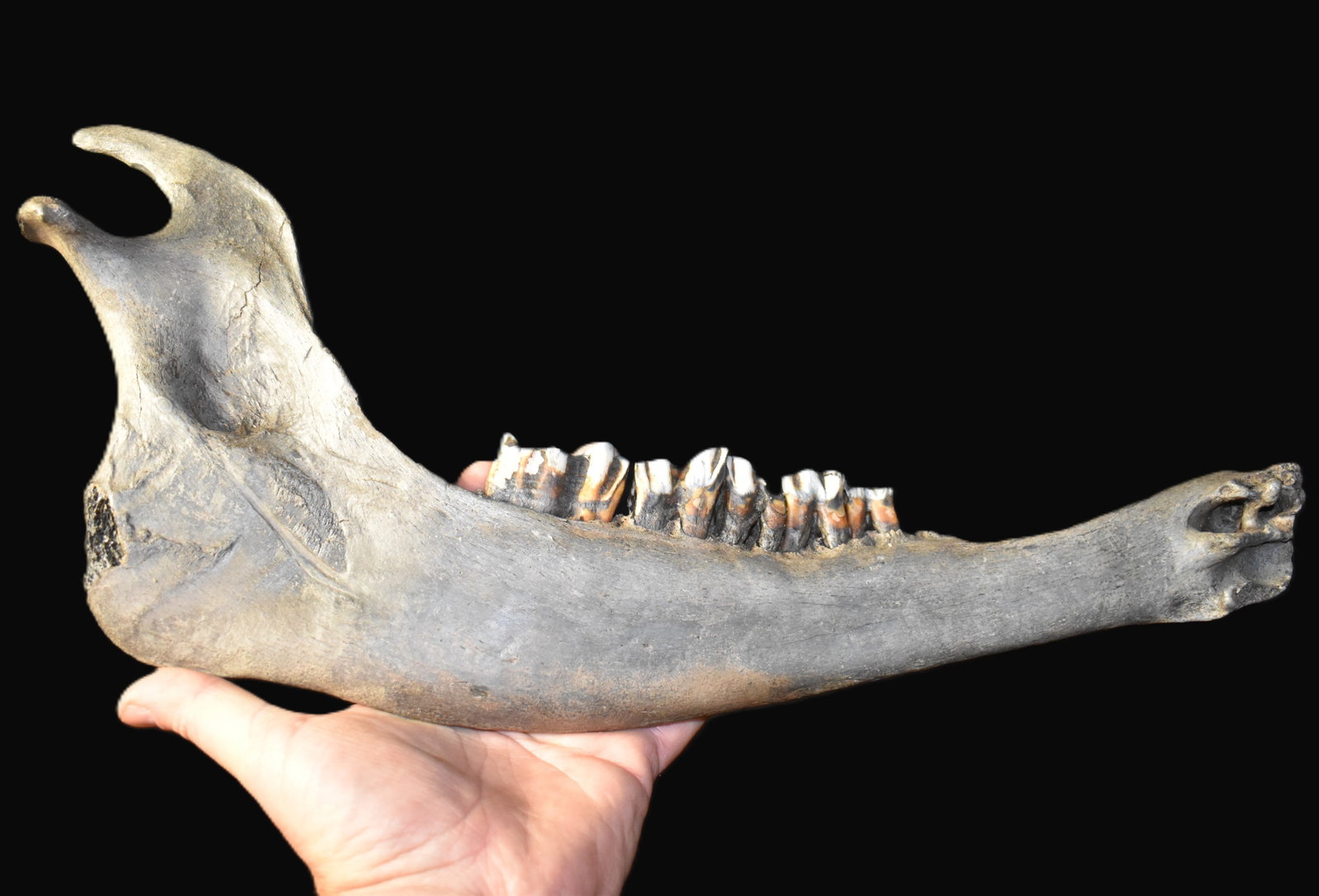 18" 1000+ Year Old Bison Jaw Bone found in SW Iowa: 18" American Bison Jaw Bone found in SW Iowa. From the area that it was exposed this jaw bone is a thousand years old or older. Bison jaws havnt changed much since the last ice age. Found in a river w