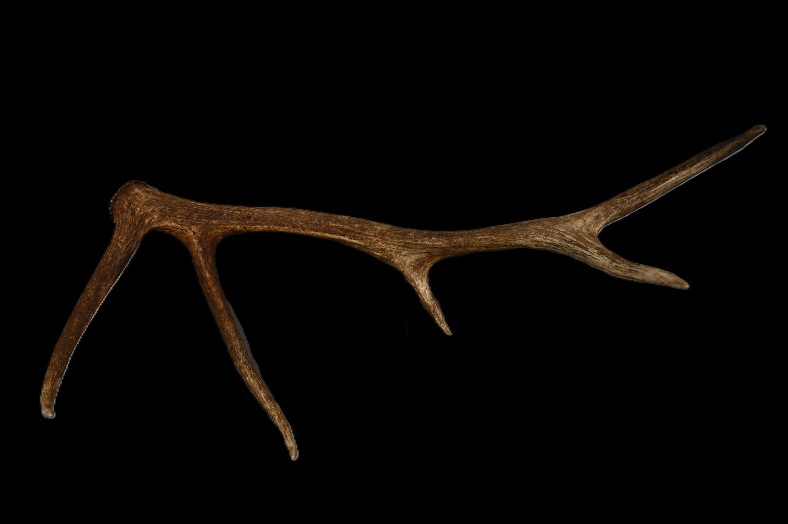 34" Elk Antler Shed with 12" G2. (1 of 5)