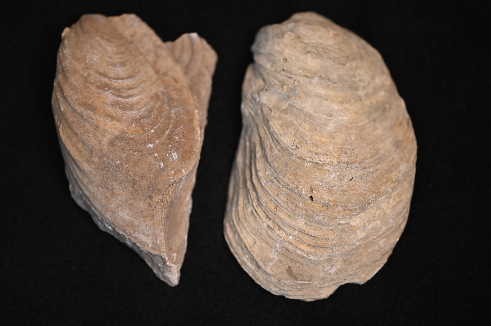 Ostrea Oyster Fossils Found near Marcona Peru. (1 of 4)