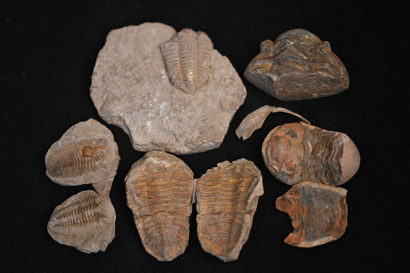 Trilobite Fossils Group of 5. (1 of 6)