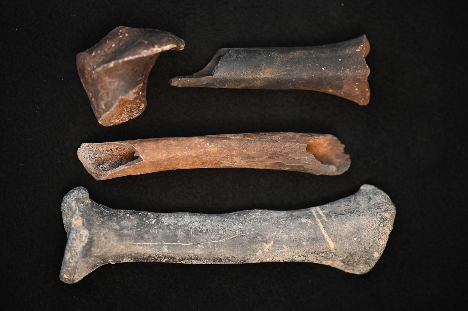 4 Fossilized Mammal Bones Found in Florida 7" longest. (1 of 6)