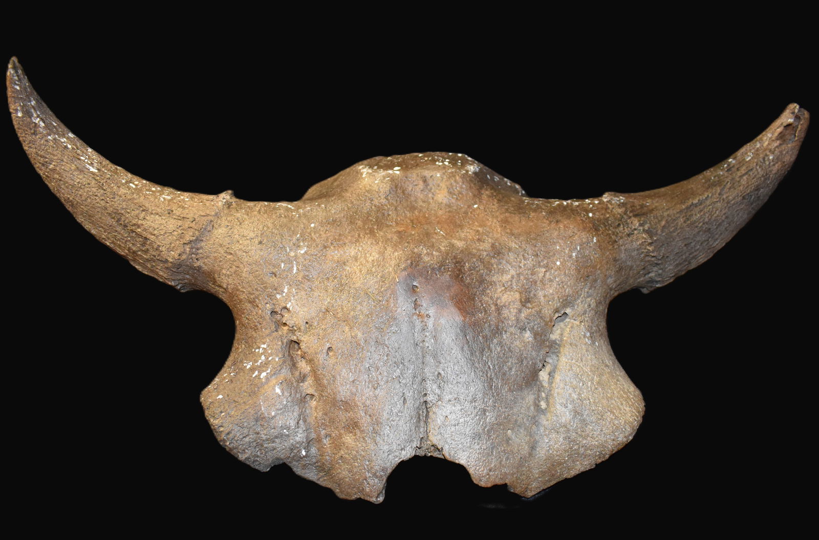 24 1/2" Extinct Ancient Bison Bison Skull found in Iowa (1 of 7)
