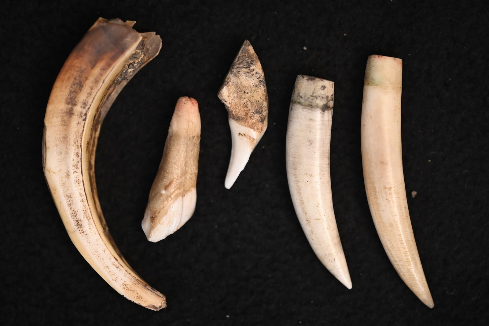 Claw, Teeth, and Tusk group. Largest is 2 5/8".: Claw, Teeth, and Tusk group. Largest is 2 5/8".