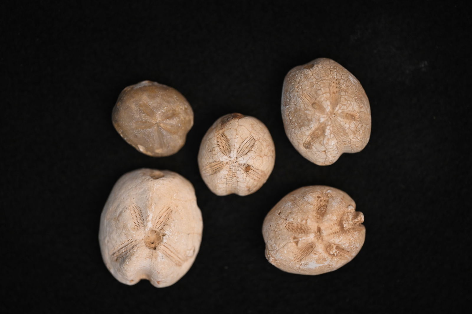 5 Sea Urchin Fossils 1 1/2" Largest.: 5 Sea Urchin Fossils 1 1/2" Largest.