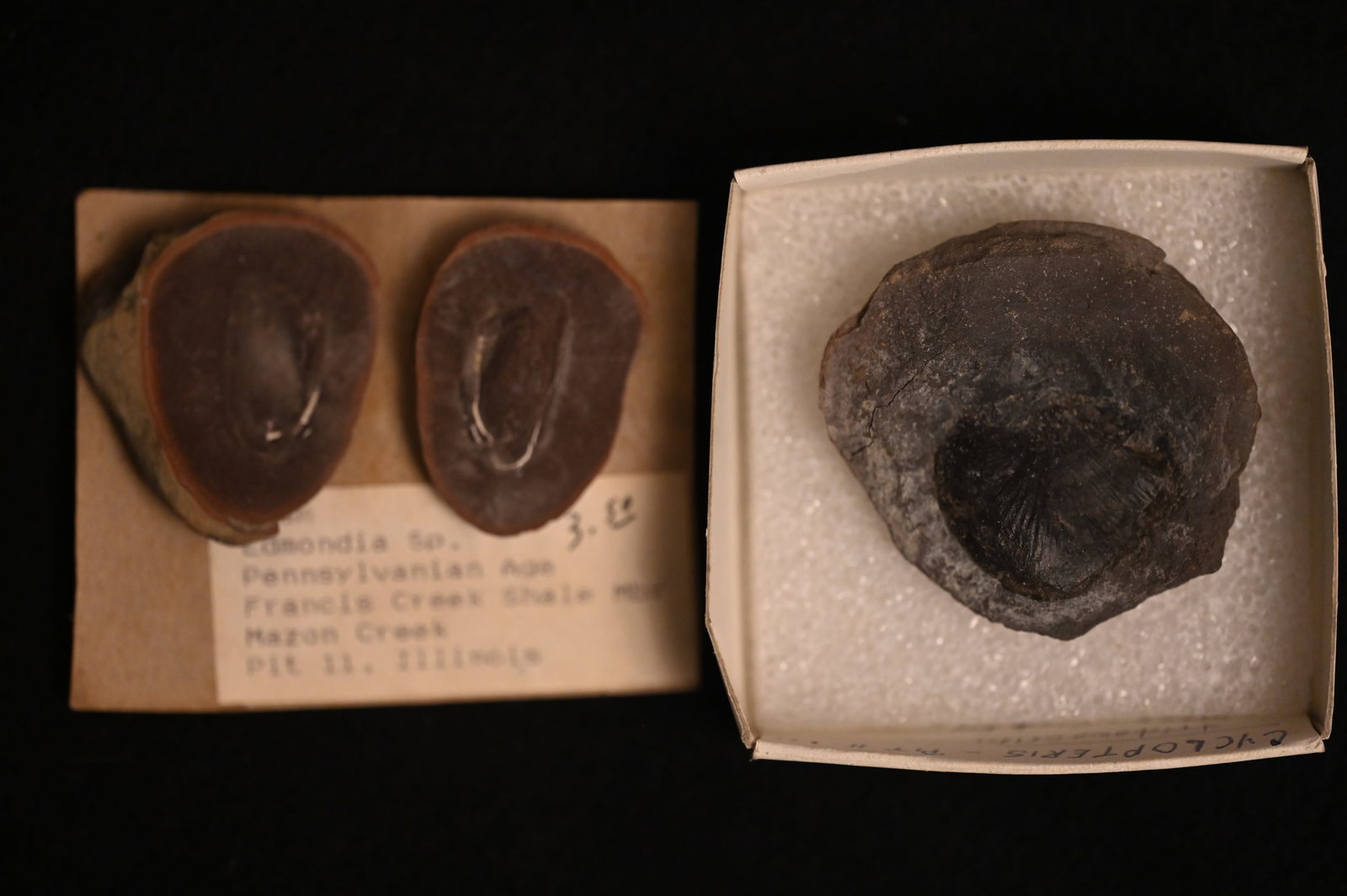 Mazon Creek Fossils Cyclopteris, and Edmondia.: Mazon Creek Fossils Cyclopteris, and Edmondia.