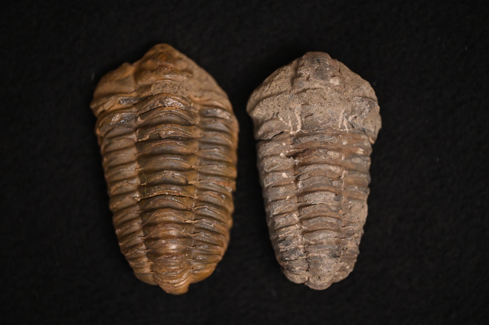 2 Trilobite 3" Fossils Found in Utah.: 2 Trilobite 3" Fossils Found in Utah.