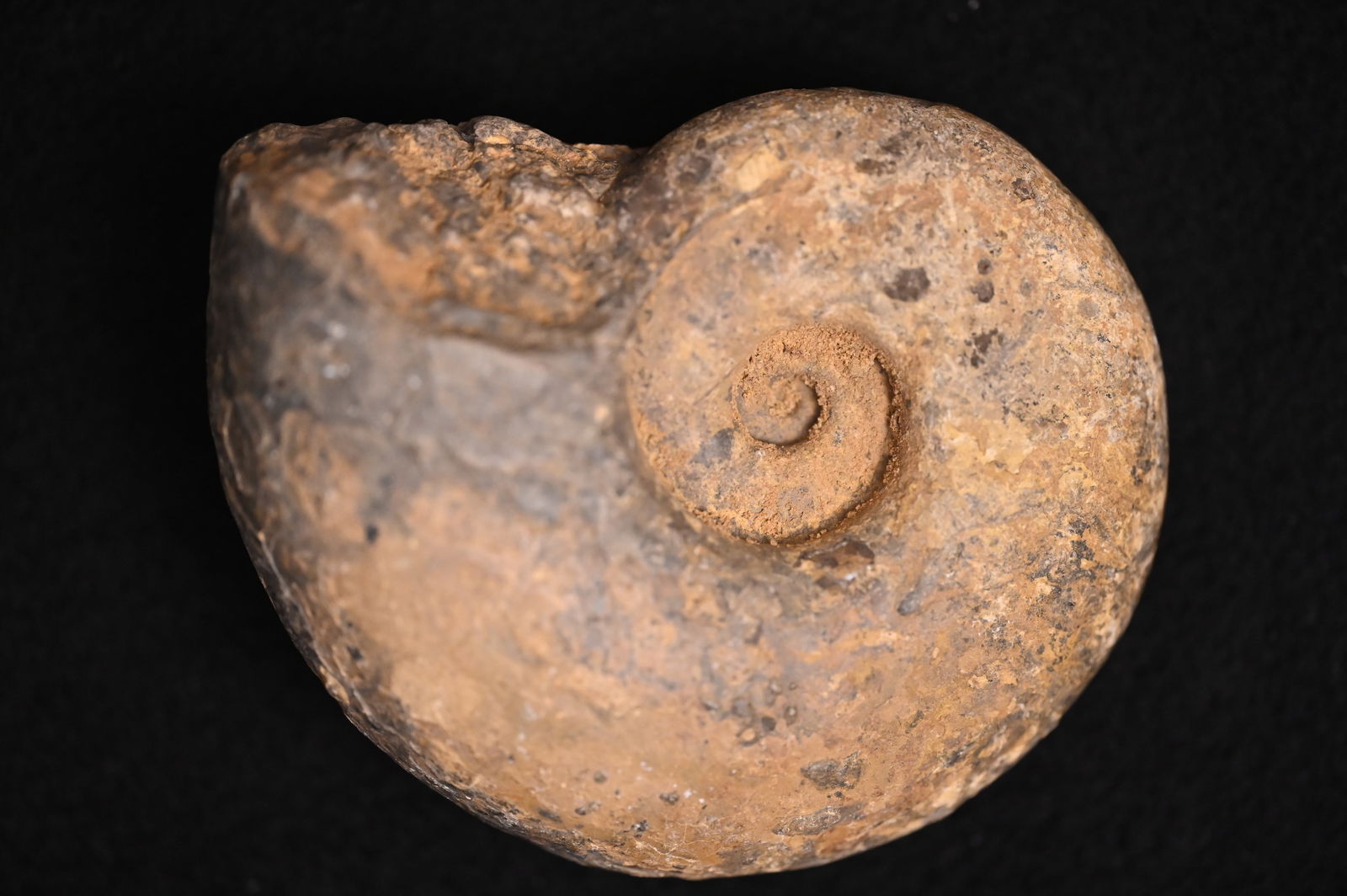 4 1/4" Ammonite Fossil.: 4 1/4" Ammonite Fossil.