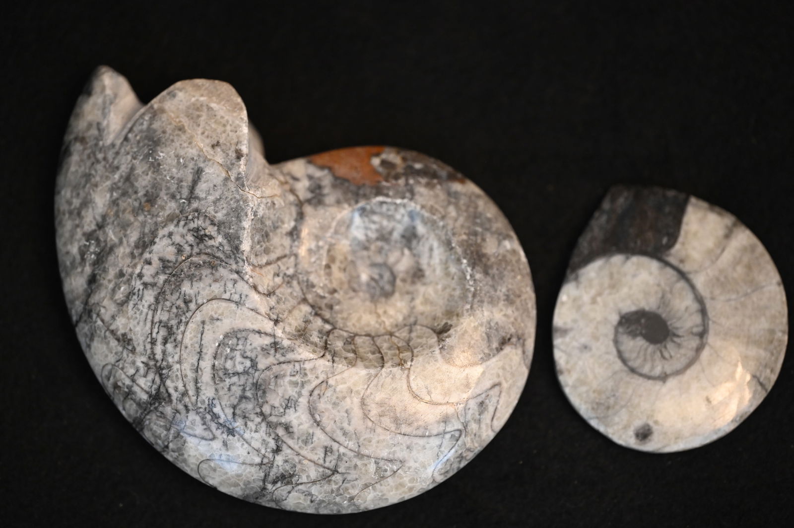2 Polished Ammonite Fossils 5" Largest. (1 of 4)
