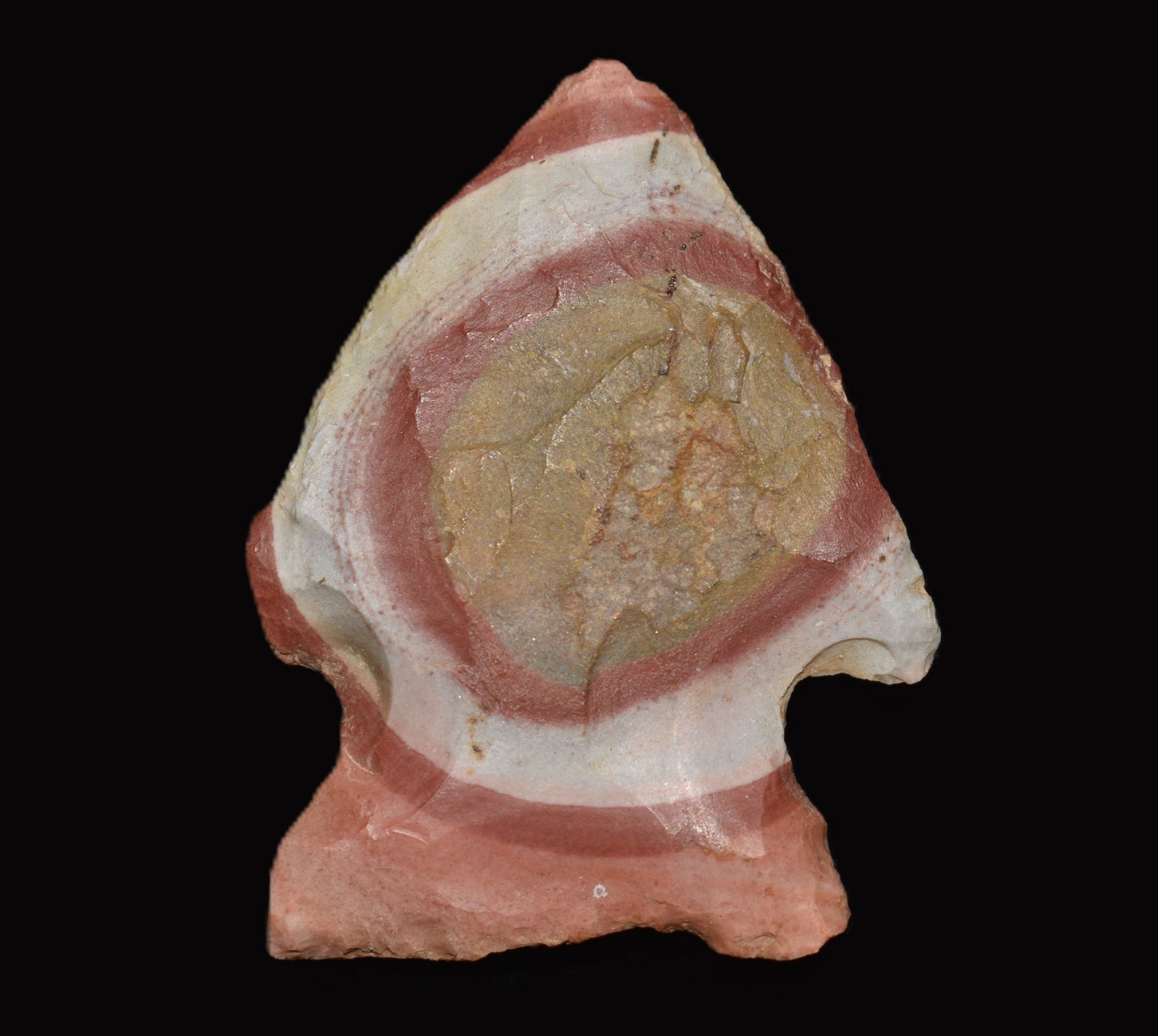 1 3/8" Colorful Bullseye Woodland Arrowhead found in Pettis County, Missouri by Allen Cornwall: Colorful Bullseye Woodland Arrowhead found in Pettis County, Missouri by Allen Cornwall. One of the prettiest common arrowheads we have seen. This appears to be a center section of Choteau chert with 