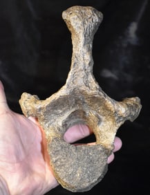 Extinct Giant Ground Sloth Upper Vertebrae Fossil Found in Iowa