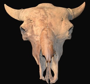 23" Extinct Ancient Bison Bison Skull found in Iowa