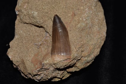 Mosasaur Tooth Fossil in Matrix - 82 to 66 million years