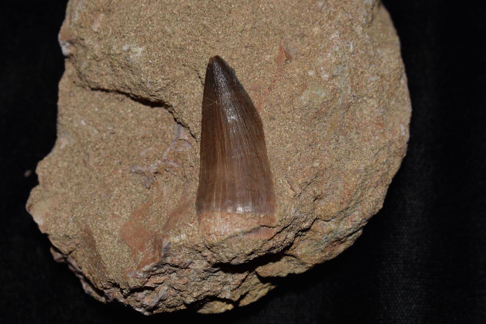 Mosasaur Tooth Fossil in Matrix - 82 to 66 million years: Mosasaur Tooth on Limestone or Sandstone Matrix - 82 to 66 million years. Mosasaur Tooth from the Cretaceous period found in The Mosasaur Beds in Morocco. Tooth measures 1 3/8" in length.