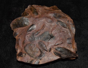 Hematite Fossil Clam Shell Cluster
