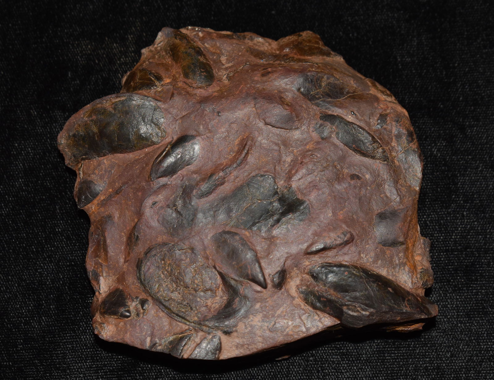 Hematite Fossil Clam Shell Cluster (1 of 6)