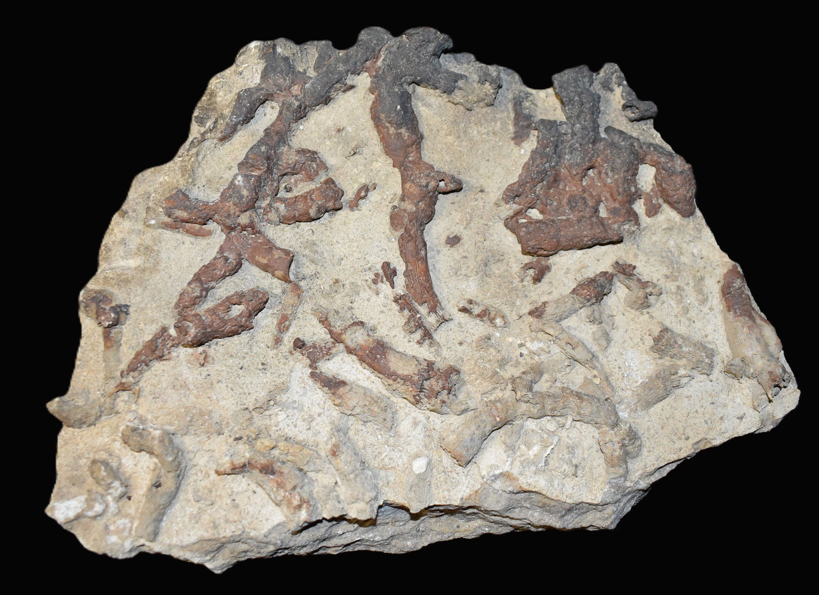 10" Calamite Fossil Cluster on a Limestone Matrix found in Illinois (1 of 6)