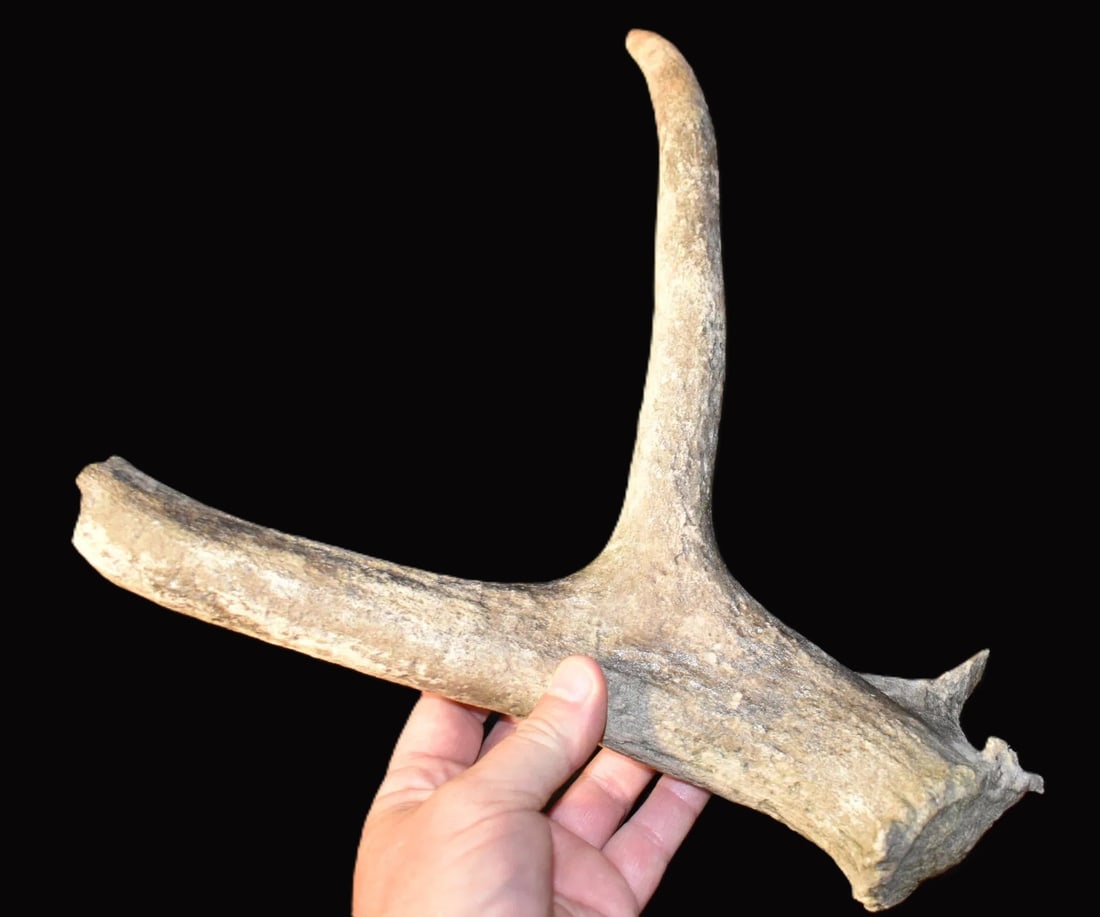 12" Extinct Eastern Elk Horn found in SW Iowa: 12" Extinct Eastern Elk Horn found in SW Iowa. It washed out of a river bank where an ancient lake bed once stood. Where it was found many extinct species of fossils are found. The last reported live