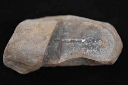 Annularia Stellata Pennsylvanian Carbondale Formation Plant Fossil Found in Braidwood Illinois.