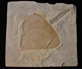 Populus Wilmattae (Fossilized Leaf from the Poplar Species)- 38 to 48 Million Years Old