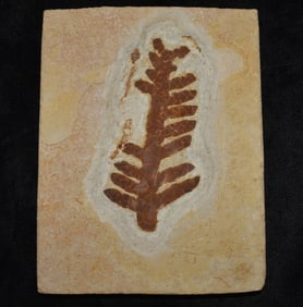 Brachyphyllum Fossil Leaf - 66 Million to 300 Million Years Old