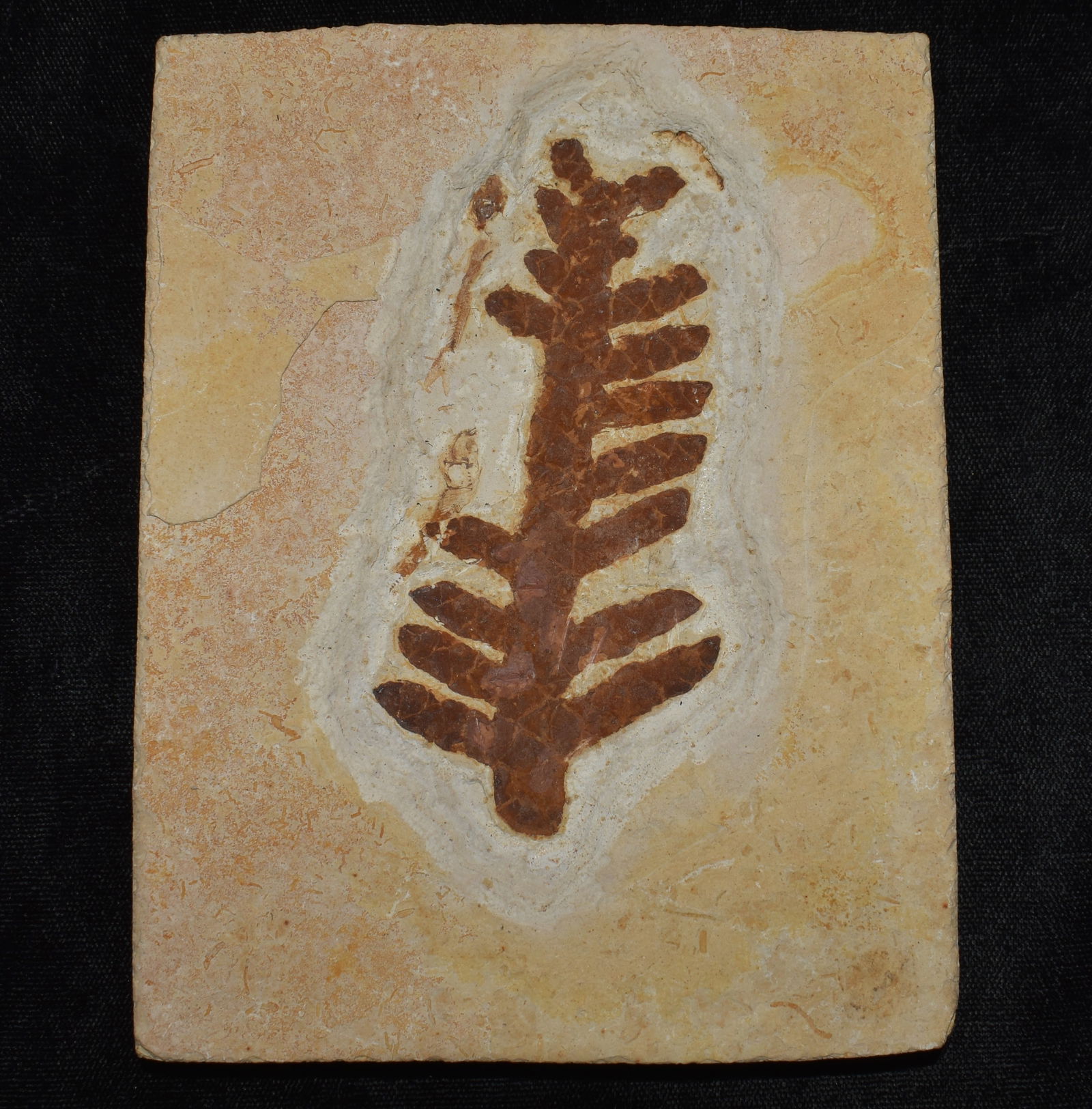 Brachyphyllum Fossil Leaf - 66 Million to 300 Million Years Old (1 of 4)