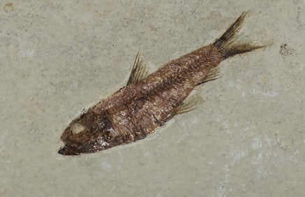 2 1/2" Diplomystus Fish Fossil in Matrix