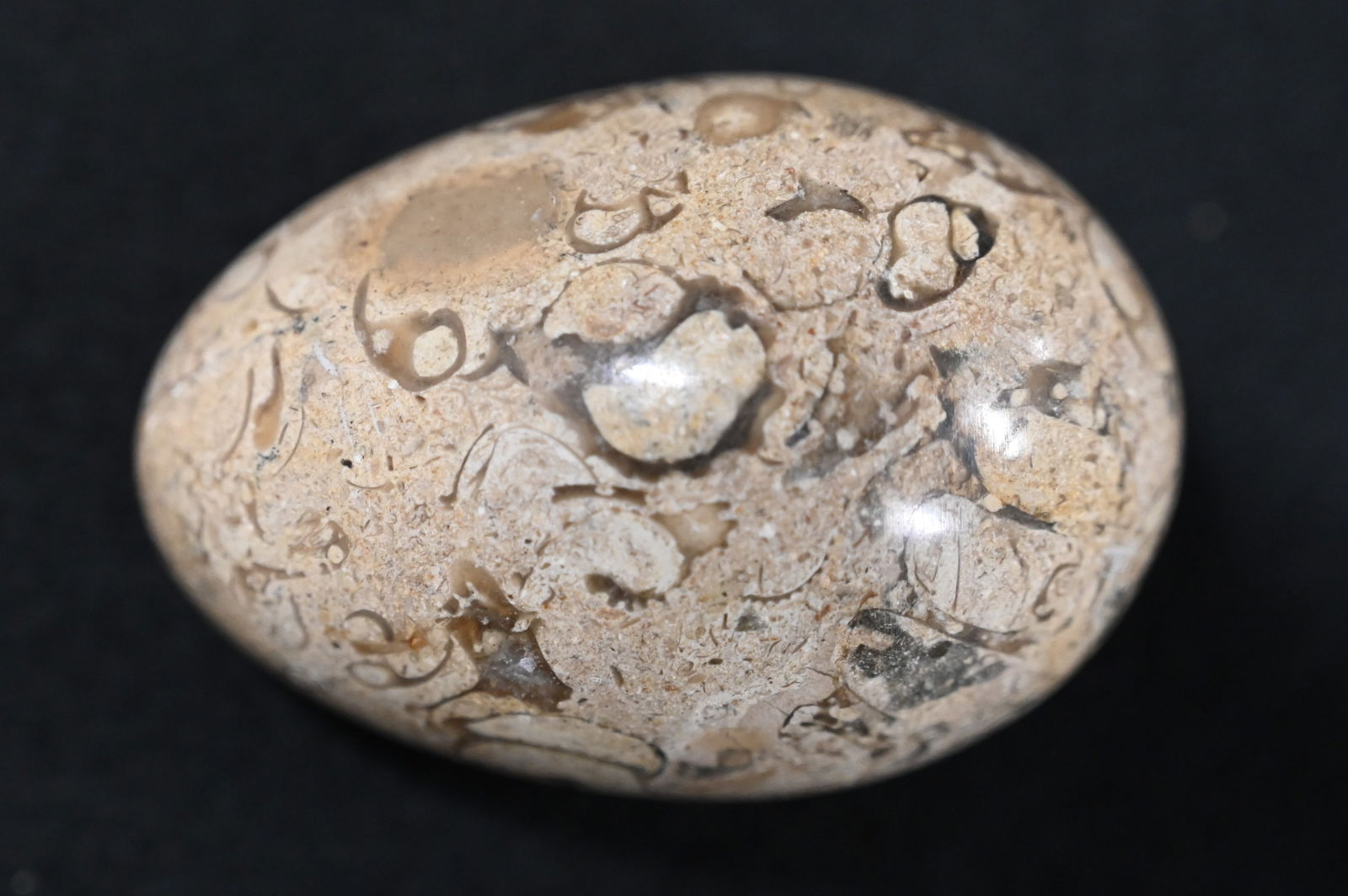 Gastropod Fossil Polished Egg 2 7/8" with several Marine Fauna Inclusions.: Gastropod Fossil Polished Egg 2 7/8" with several Marine Fauna Inclusions.