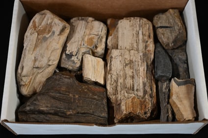 Petrified Wood Box of 6.97 Pounds
