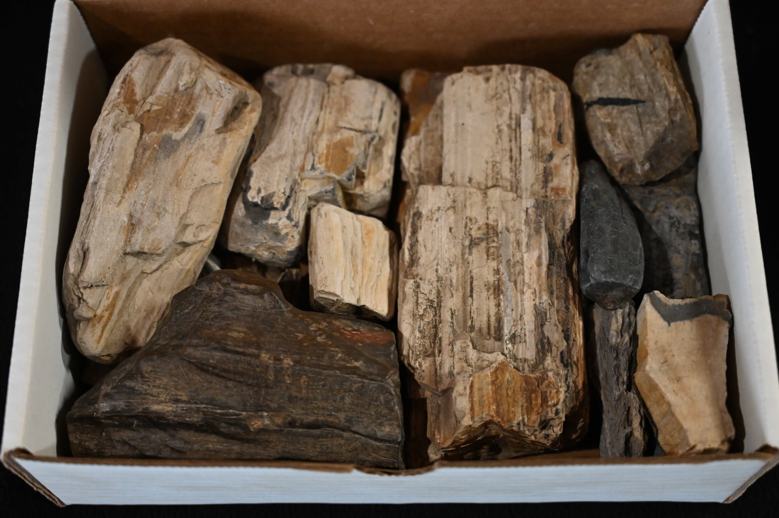 Petrified Wood Box of 6.97 Pounds: Petrified Wood Box of 6.97 Pounds
