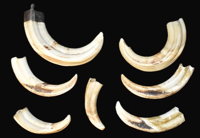 6 Tusks - Warthog or Boar Tusks 3" to 4 1/2"