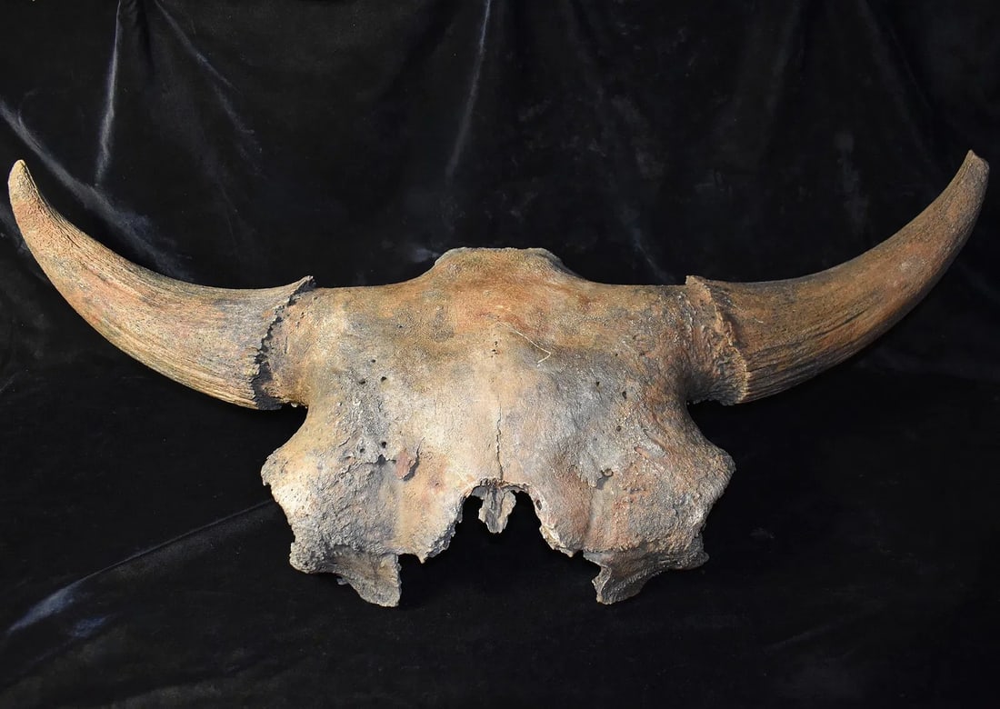 MASSIVE 36" Extinct Occidentalis Bison Skull Fossil found in SW Iowa (1 of 19)