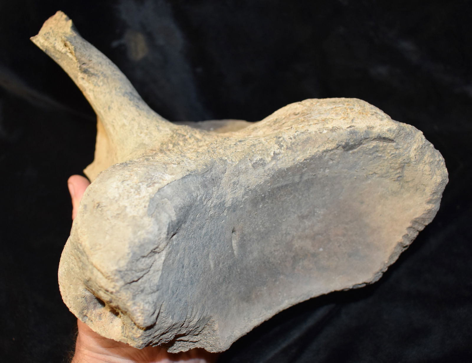 Large Mammoth Scapula Socket Bone Fossil found in Northern Missouri: Large Mammoth Scapula Socket Bone found in Northern Missouri. This specimen appears untreated but is quite solid and is not petrified. It measures 10 3/8" by 8" by 7 1/2" approximately.