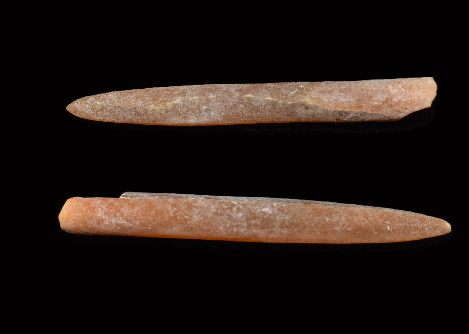Pee Dee Belemnite Fossils found near Greenville, North Carolina (1 of 4)