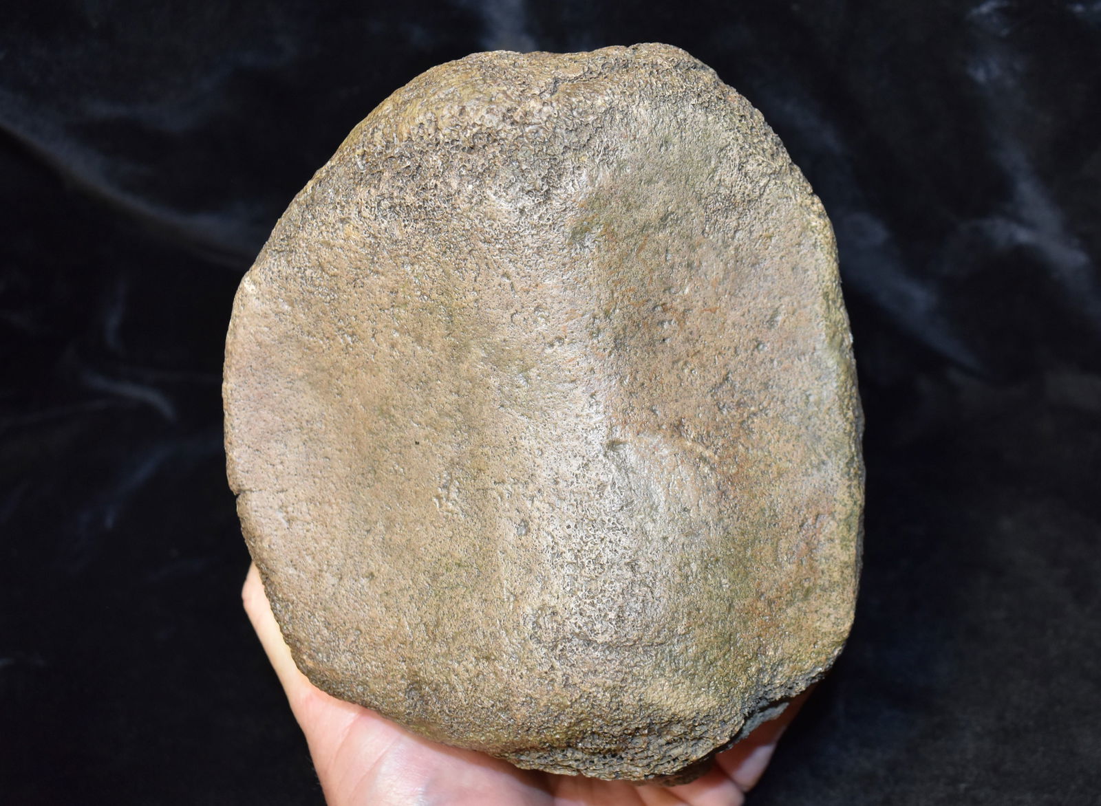 Large Mammoth Toe Bone Fossil found in SW Iowa: Large Mammoth Toe Bone Fossil found in SW Iowa. Measures 6 1/4" by 4 1/2" tall approximately.
