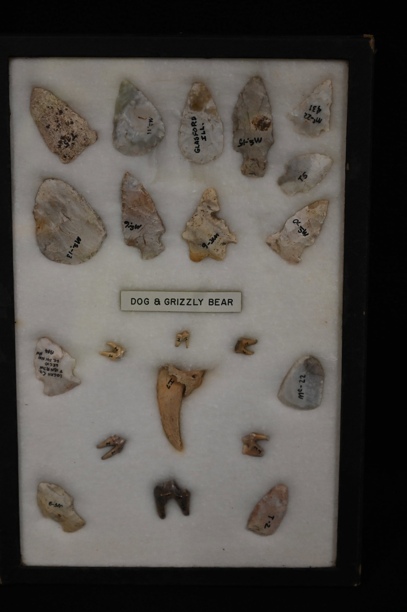 Frame of 7 Dog & Grizzly Bear Teeth and Bones with 14 Arrowheads Found in Illinois 2" Longest in a: Frame of 7 Dog & Grizzly Bear Teeth and Bones with 14 Arrowheads Found in Illinois 2" Longest in a 8" x 12" Frame.