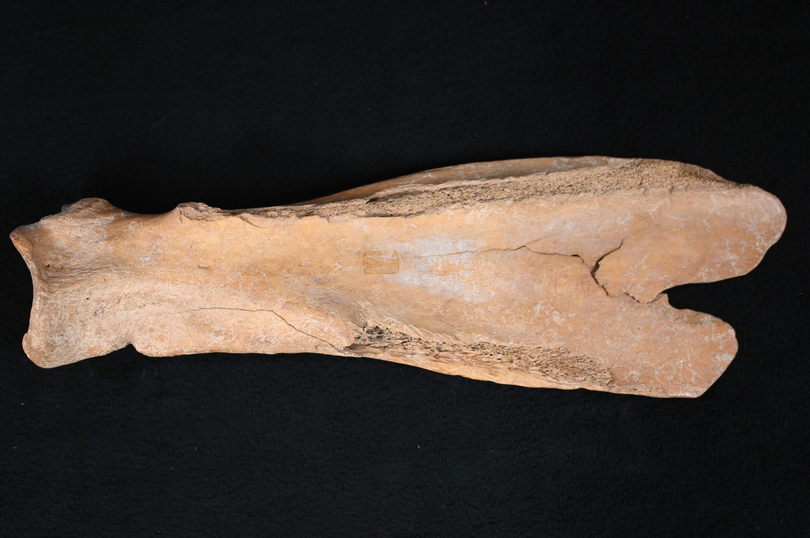 16 5/8" Buffalo Bone Used to Scrape Hides Found in West Central Illinois Ex: Eldon Launer: 16 5/8" Buffalo Bone Used to Scrape Hides Found in West Central Illinois Ex: Eldon Launer Collection. Shows use polish on the bit and high ridges of the sides. Native Americans used every piece of wha