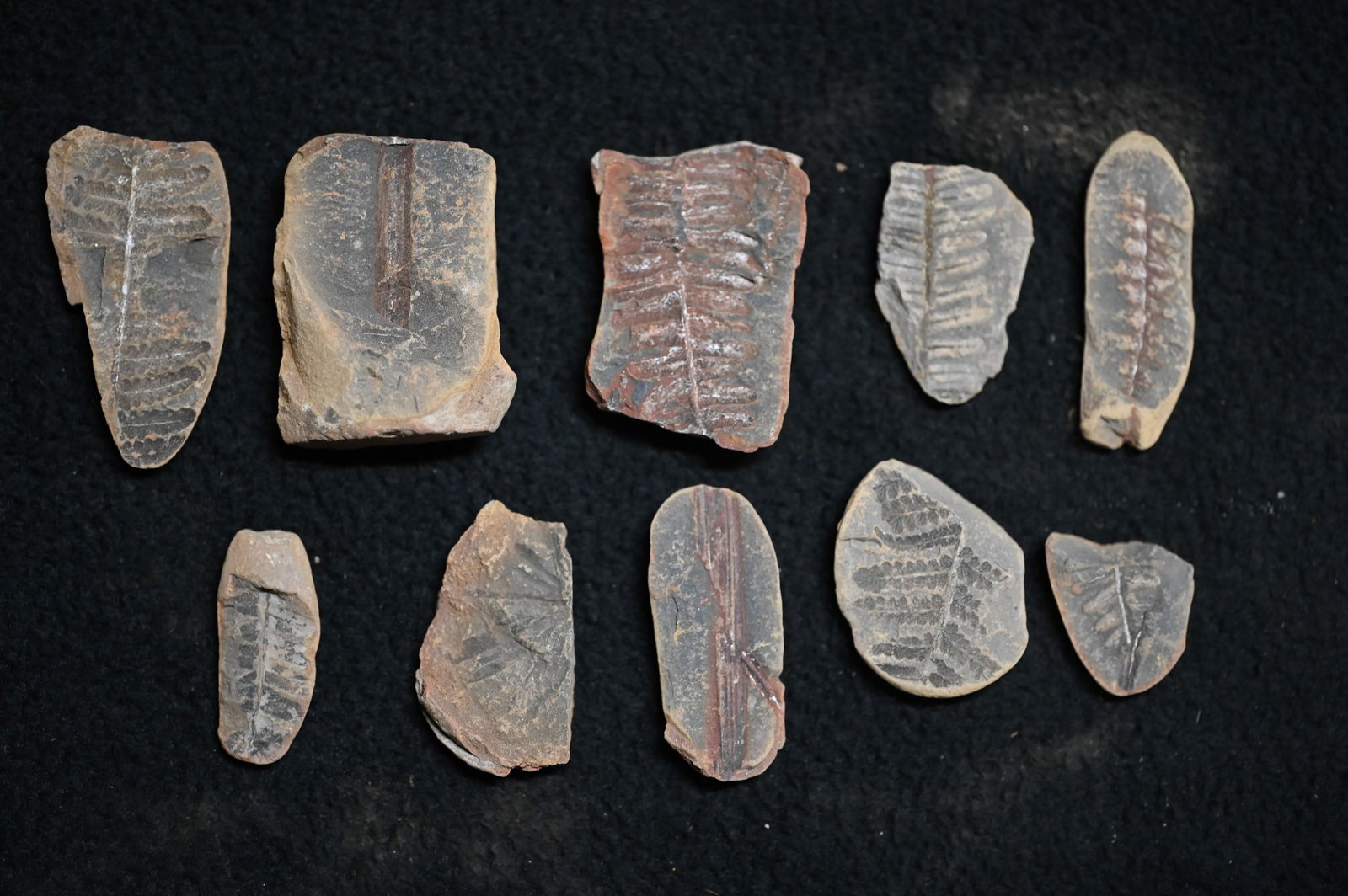 10 Mazon Creek Fossils 300 Million Years Old.: Extraordinary group of Mazon Creek fossils, unearthed from one of North America's most renowned fossil beds. Each specimen offers a glimpse into the lush, swampy ecosystems of the Pennsylvanian Period