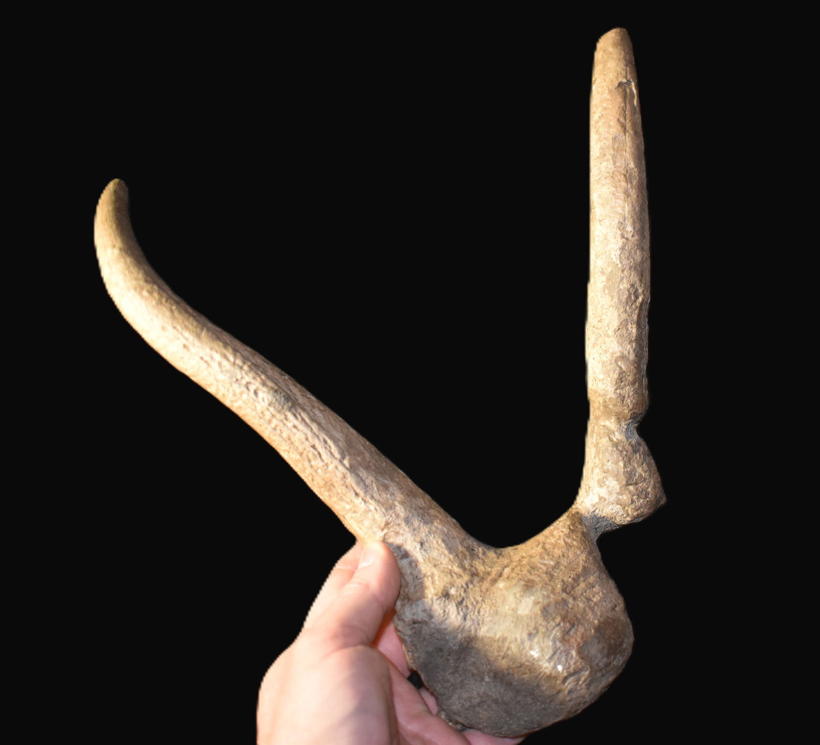 14" Extinct Eastern Elk Horn found in SW Iowa (1 of 6)
