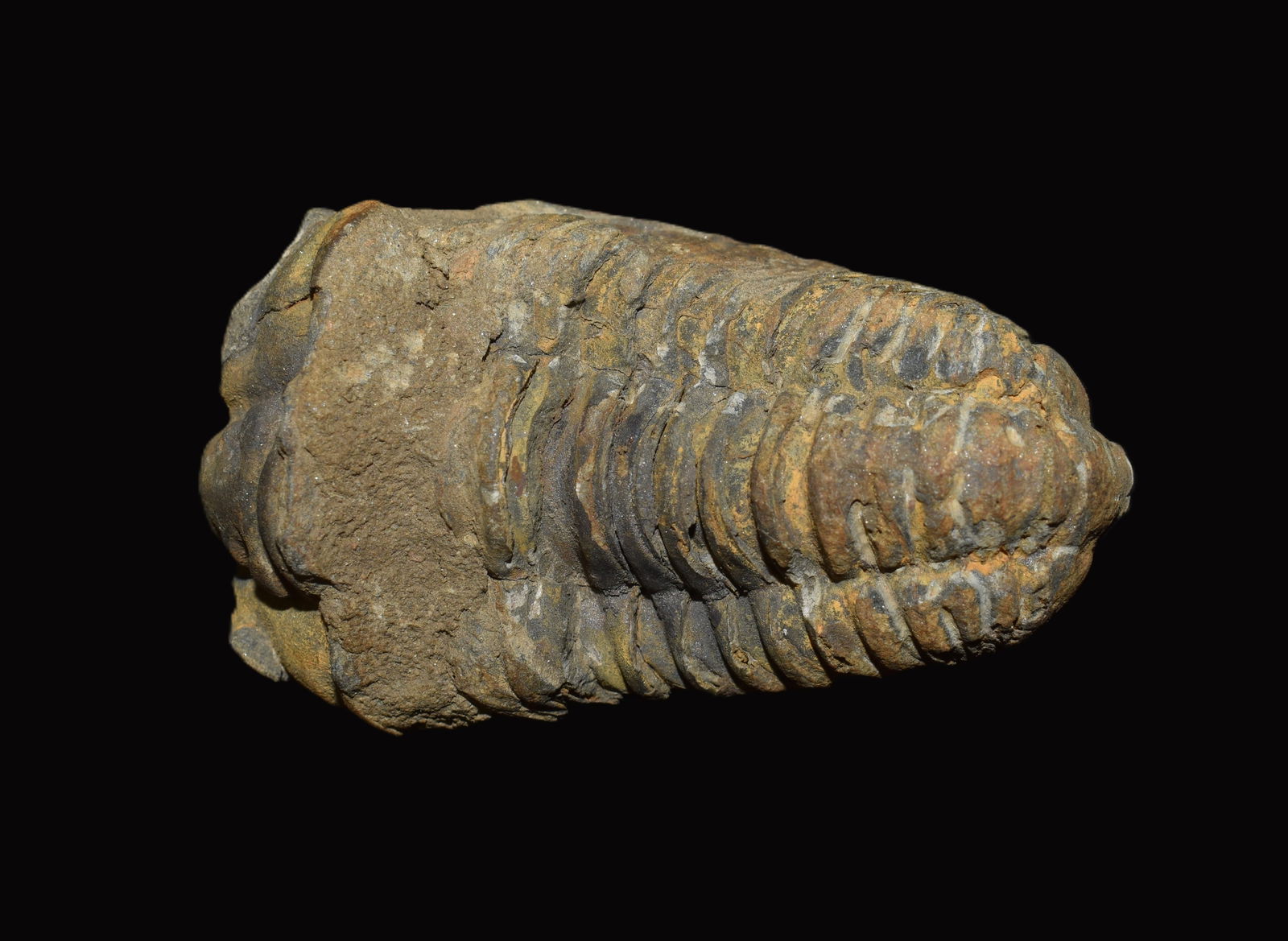2 1/2" Extinct Trilobite Fossil of the Arthropod Group: 2 1/2" Extinct Trilobite Fossil of the Arthropod Group