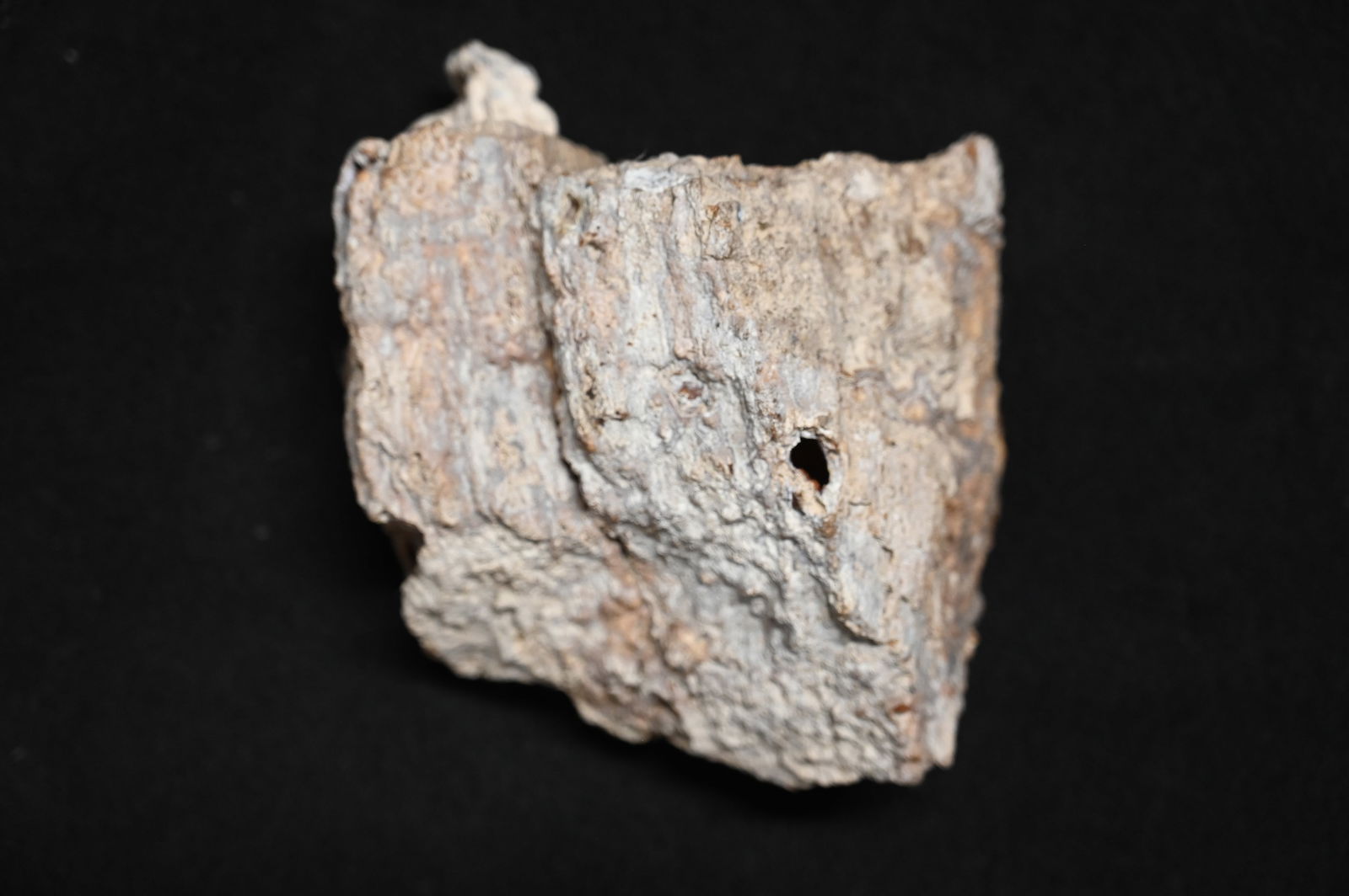 Petrified Wood 2.18 Pounds. Appears to be 2 sections of a tree that grew together. It kind of: Petrified Wood 2.18 Pounds. Appears to be 2 sections of a tree that grew together. It kind of looks like a tooth from a very large animal.