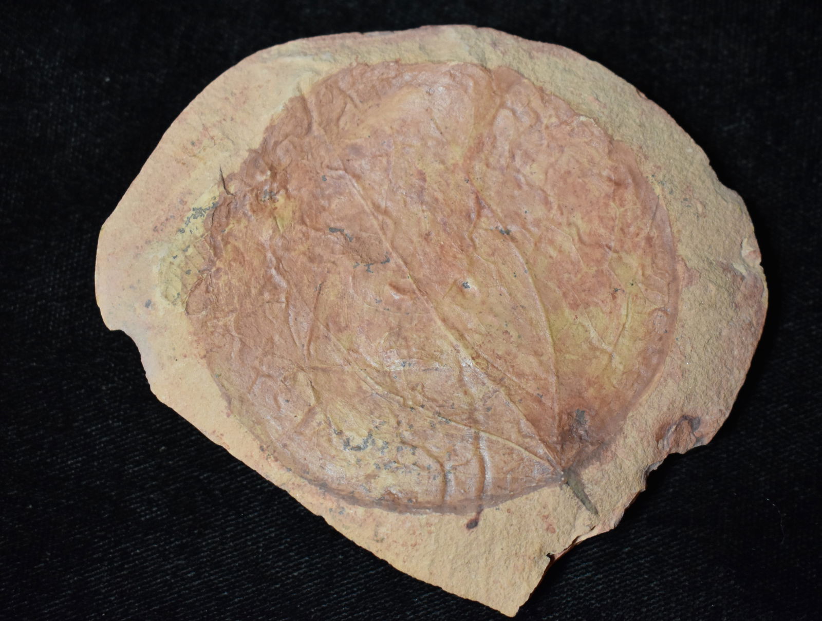 Round Leaf Fossil in Stone: Round Leaf Fossil in Stone. Measures 3" by 3" by approximately 1/4" thick.