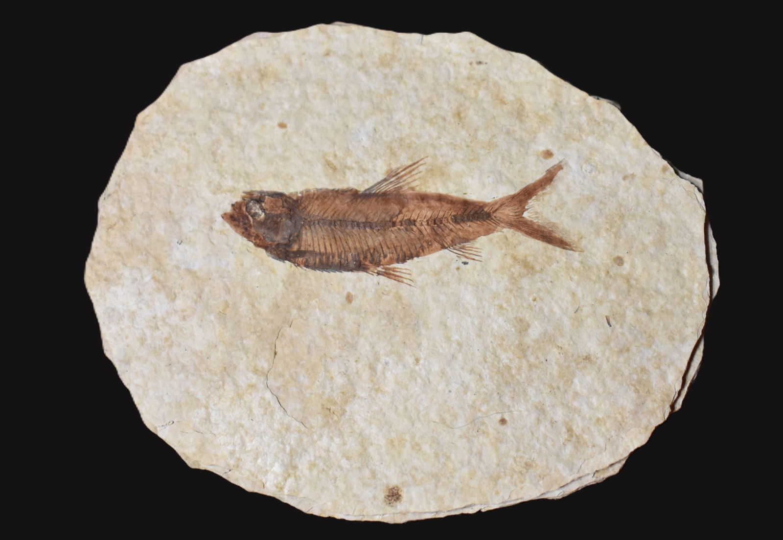 Fossilized Minnow (fish) on a Stone Matrix (1 of 5)