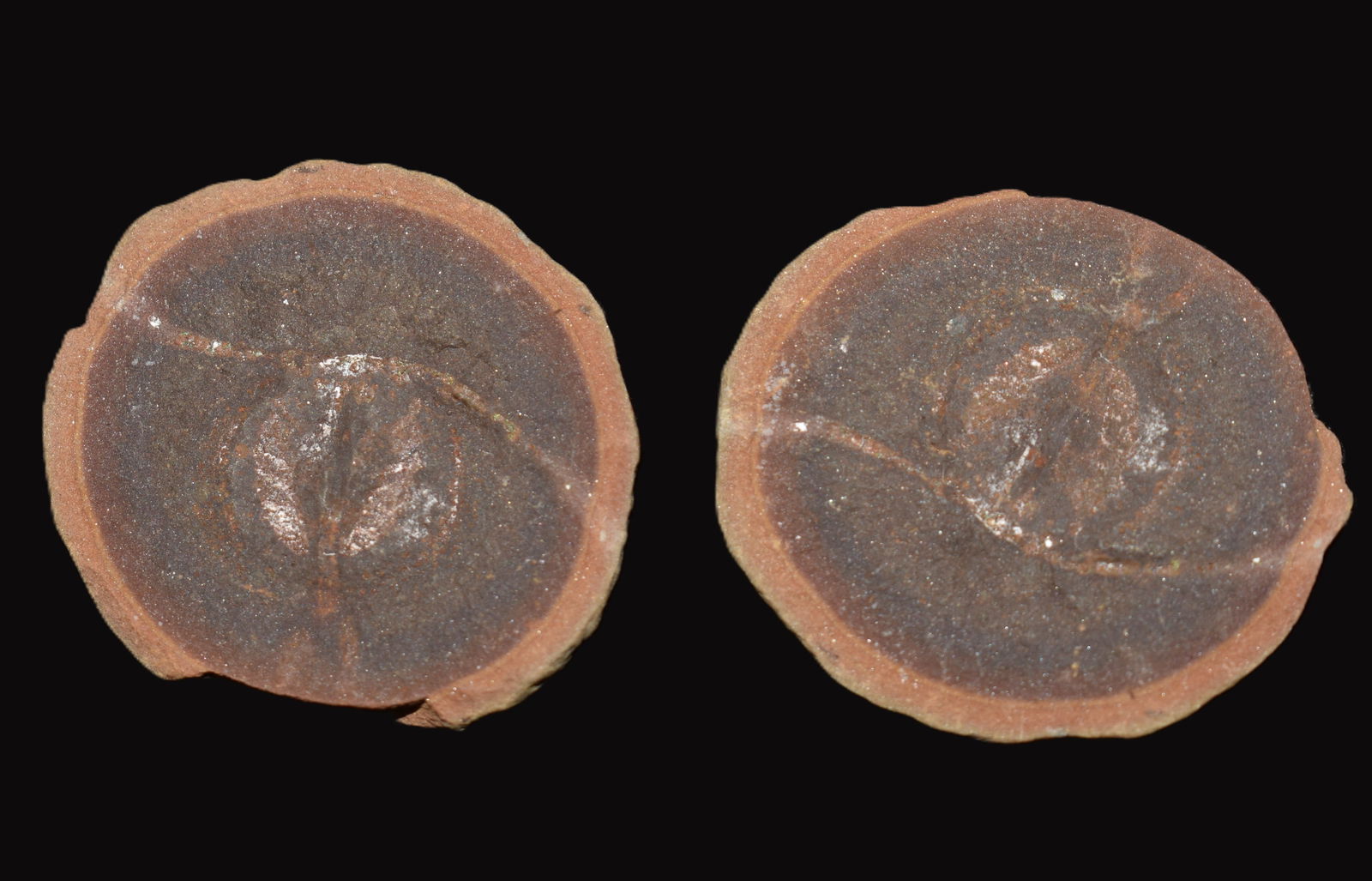 Anthropod Fossil (Cyclus Americanus) found near Essex, Illinois. (1 of 5)