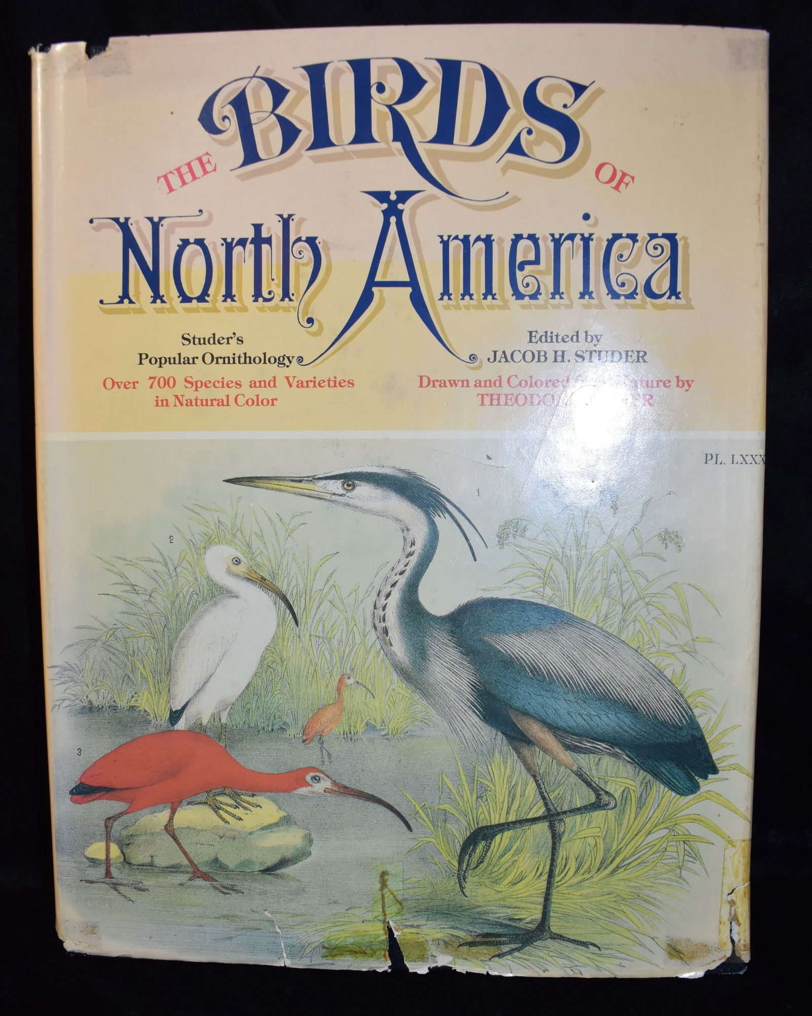 Studer's Popular Ornithology: The Birds of North America 1977 Folio Size Book: Studer's Popular Ornithology: The Birds of North America by Jasper, A.M., Theodore. Published by Harrison House, New York, NY, U.S.A., 1977. Very good condition hardback with dust cover. A little shel